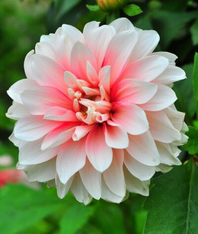 大丽花 Dahlia Flower and Gardens