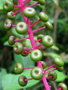 A strange plant from the Amazon ~ By Hans Selde