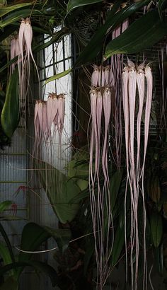 Bulbophyllum longissimum, Thinkin' of You Flower Power Friend(s), Obsession - Smiles, U Specially. Awesome Pretty N Pink. You Think? Ya'll find this blossom intriguing? Thank Ya'll. I wanna, I wanna. …