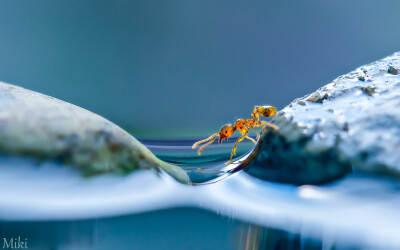 The explorer by Miki Asai