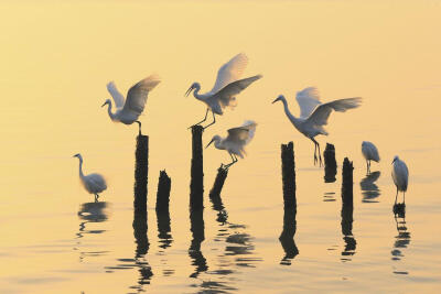 深圳红树林自然保护区，一群白鸟正在休息。这幅作品由摄影师刘青松（Qing Song Liu，音译）拍摄。