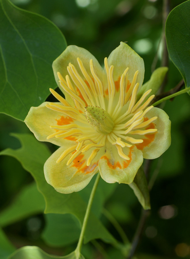 Tulip tree 郁金香树