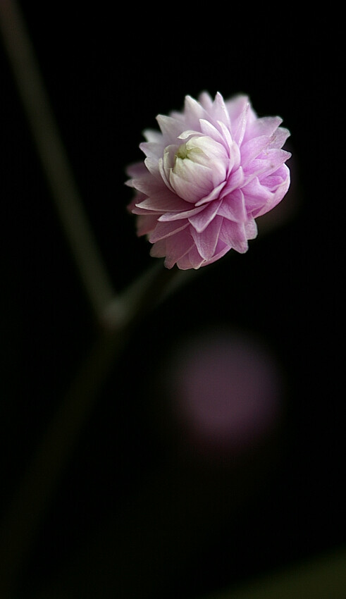 重瓣偏翅唐松草（Thalictrum Delavayi 'Hewitts Double'）