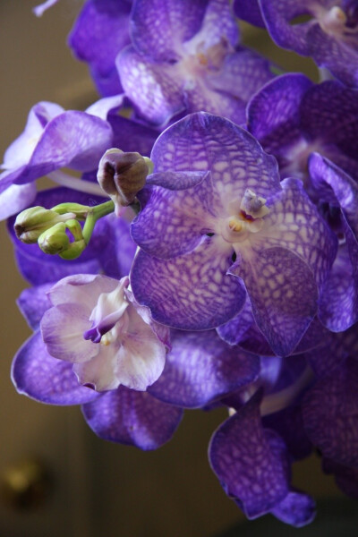 Flowers In Purple——舒小姐花房