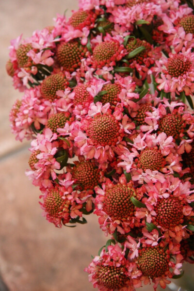 scabiosa 蓝盆花属——舒小姐花房