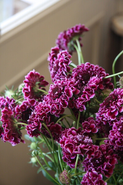 scabiosa 蓝盆花属——舒小姐花房