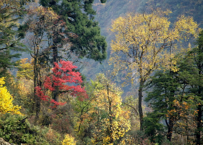 四川海螺沟冰川森林公园