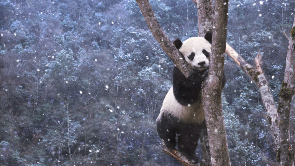 等待“戈多”，守望的胖子 PandaClimbingTree