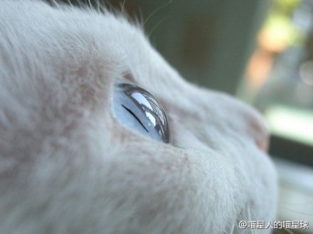 【猫·眸】世界在你眼中