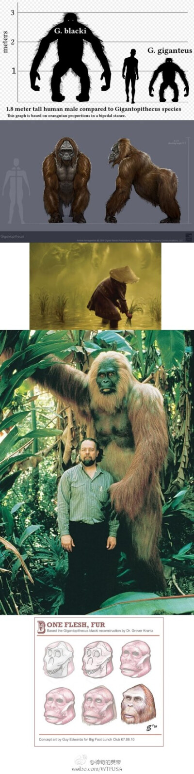 在我国境内发现化石残片的步氏巨猿（Gigantopithecus blacki），是生物界历史上最巨大的猿类，推测身高可达到3米，而且灭绝在距今10万年前左右，也就是说，曾和现代人类种共存过数万年的时间……许多人认为，传说中…