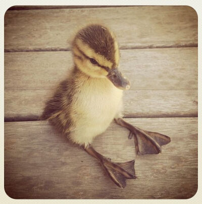 Don't be sad. Look at these baby ducks. :) / A TINY DUCK SITTING LIKE A HUMAN