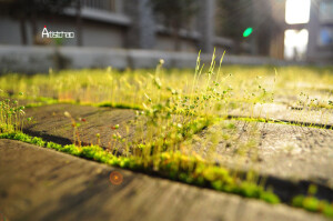 artistchao摄影精选 微小的苔藓是脚底下的美 逆光 微距摄影