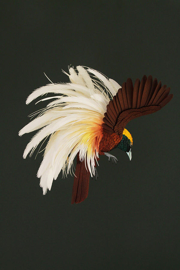 Diana Beltran Herrera，哥伦比亚女艺术家，出生于1987年，她的纸艺作品大多是鸟类，制作细腻逼真，色彩丰富绚丽。