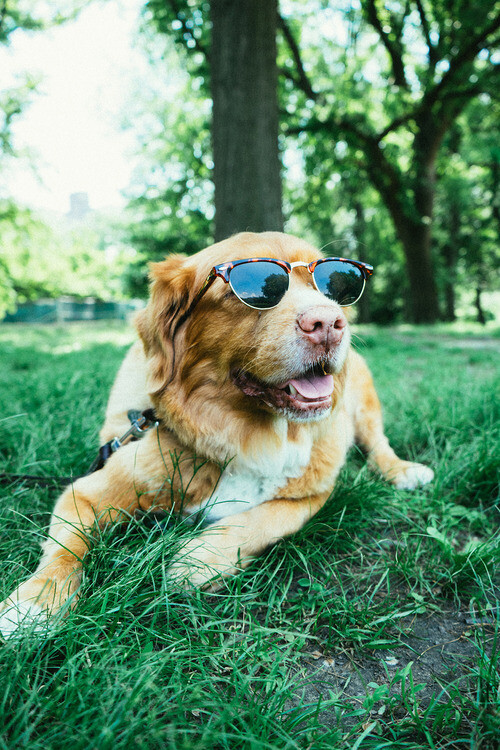 cool dog has chill d.