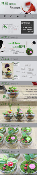 创意新奇植物 绿野仙踪 苔藓瓶微景观 diy绿植 办公室桌面盆栽