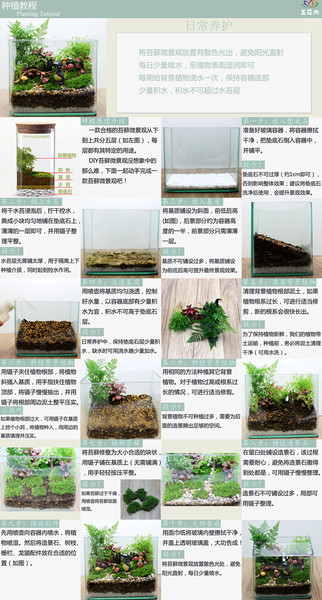 【去哪】苔藓微景观生态瓶 创意绿植盆栽 新款特惠 顺丰包邮