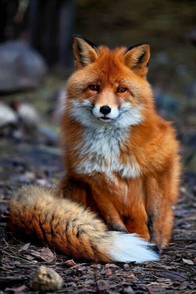 fox ❤