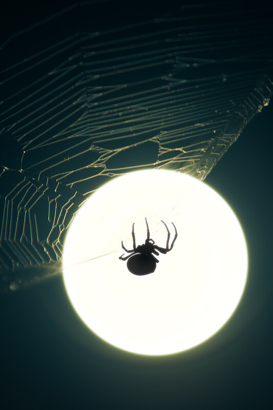 ilfascinodelvago: Spidermoon