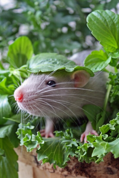 So cute... I love rats... The domestic pet variety, not the wild ones. They make super sweet pets.