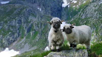 瑞士瓦莱州的瓦莱黑鼻羊 BlacknoseSheep