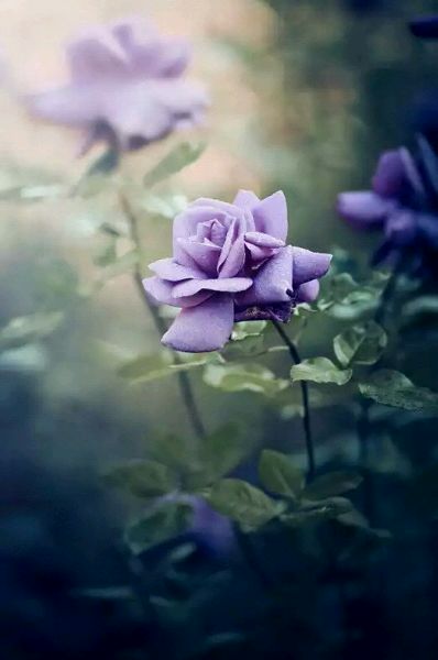 ＜ iPhone壁纸--Phone5壁纸--电脑壁纸- -插画--文字- -动漫- 平铺 --萌物-- 卡通--人物 ＞→ Yes_GirL