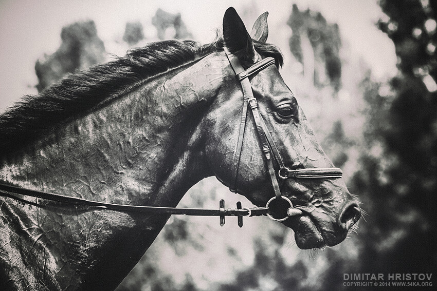 Black and White Horse Art Portrait photography best of animals Photo