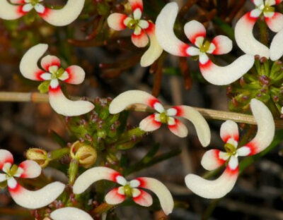  owl【植物神经】花朵神似回力飞镖的花柱草，因花萼及花梗密布分泌了粘液的腺毛且腺体中存在消化酶，而被归类为食虫植物，其实它的捕虫能力较弱。比较不厚道的是它的扳机运动机制，据说它花瓣中伸出的雄蕊，能以每次…