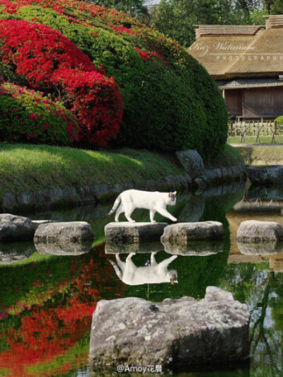 owl【猫舍】图：岡山後楽園 （日本三大名园之一）OKAYAMA KORAKUEN GARDEN, JAPAN PHOTO BY KAZ WATANABE