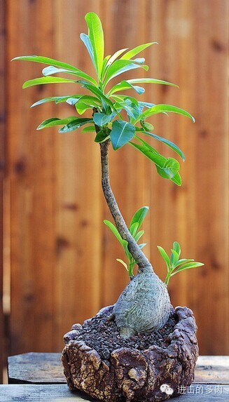 Pachypodium decaryi：迪氏棒锤树，棒槌树属赏色：kitoi家惊为天人的的盆器和老桩 2014-09-10 进击的多肉君 进击的多肉