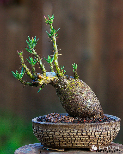 Pachypodium griquense：棒槌树属的，中文名未知。赏色：kitoi家惊为天人的的盆器和老桩 2014-09-10 进击的多肉君 进击的多肉