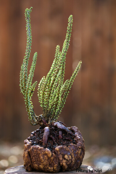 Ceraria namaquensis：白鹿，马齿苋科延寿城属。赏色：kitoi家惊为天人的的盆器和老桩 2014-09-10 进击的多肉君 进击的多肉