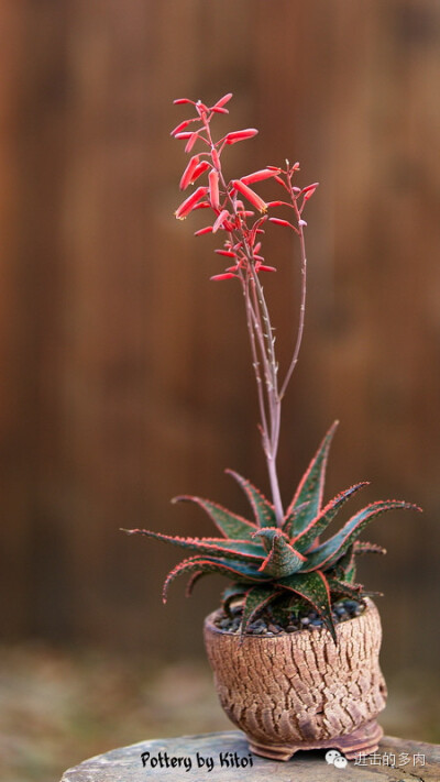 Aloe ‘Christmas Carol’：圣诞芦荟：卡罗尔赏色：kitoi家惊为天人的的盆器和老桩 2014-09-10 进击的多肉君 进击的多肉