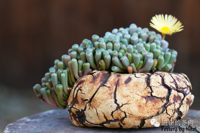 Fenestraria aurantiaca：五十铃玉，番杏科棒叶花属赏色：kitoi家惊为天人的的盆器和老桩 2014-09-10 进击的多肉君 进击的多肉