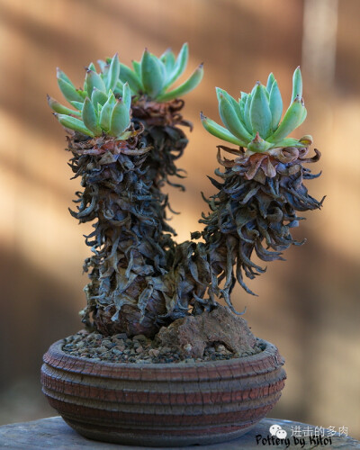 Dudleya traskiae：特氏仙女杯，仙女杯属。赏色：kitoi家惊为天人的的盆器和老桩 2014-09-10 进击的多肉君 进击的多肉