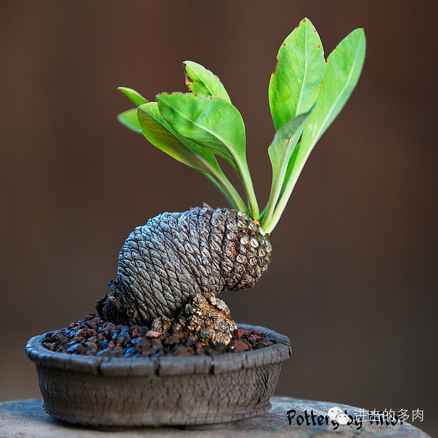 Euphorbia bupleurifolia：苏铁大戟赏色：kitoi家惊为天人的的盆器和老桩 2014-09-10 进击的多肉君 进击的多肉