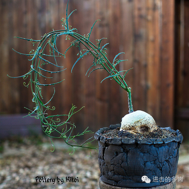 Adenia repanda：西番莲属的一种多肉植物。赏色：kitoi家惊为天人的的盆器和老桩 2014-09-10 进击的多肉君 进击的多肉