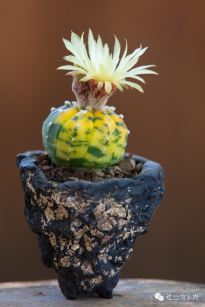 Astrophytum asterias variegata：兜锦赏色：kitoi家惊为天人的的盆器和老桩 2014-09-10 进击的多肉君 进击的多肉