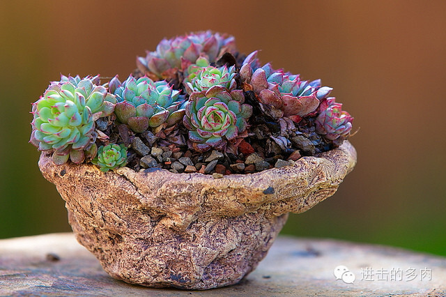 Echeveria 'Ice Age'：冰河世纪，拟石莲花属的园艺栽培变种。赏色：kitoi家惊为天人的的盆器和老桩 2014-09-10 进击的多肉君 进击的多肉