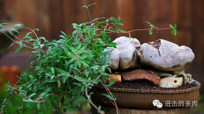 Fockea angustifolia：红叶火星人，萝藦科火星人属。赏色：kitoi家惊为天人的的盆器和老桩 2014-09-10 进击的多肉君 进击的多肉