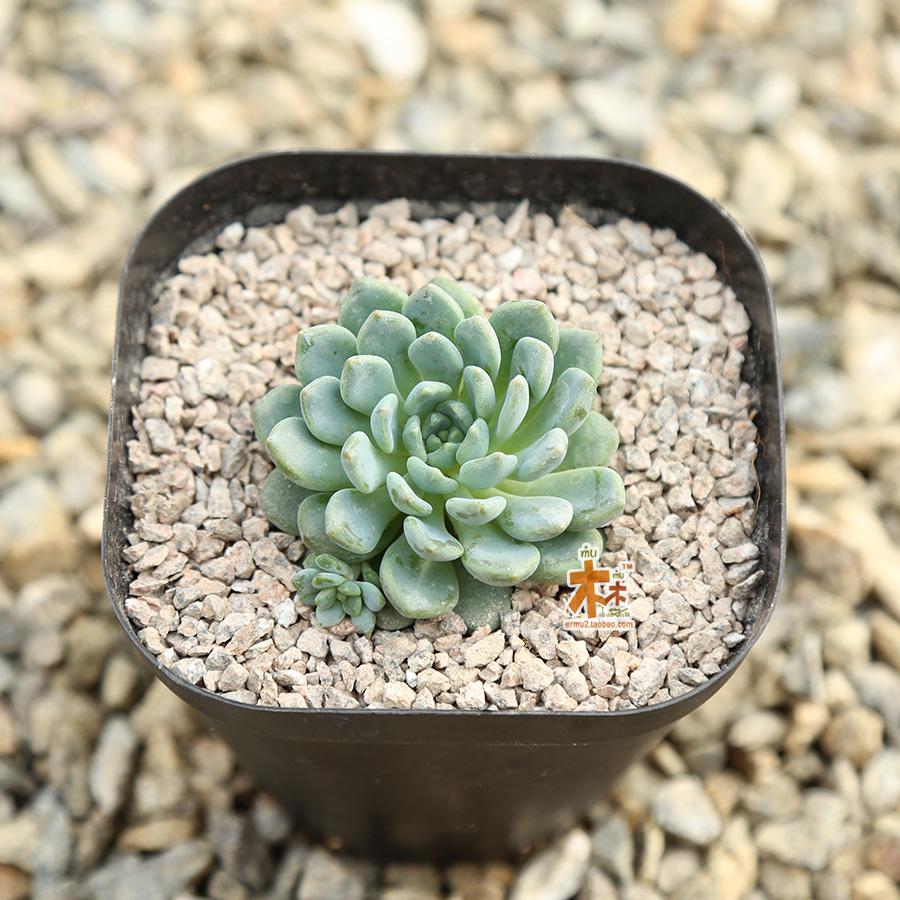 二木多肉植物景天科花乃井