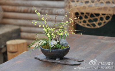 苔藓盆景 水莲木 山野草盆栽（摘自日本网站）