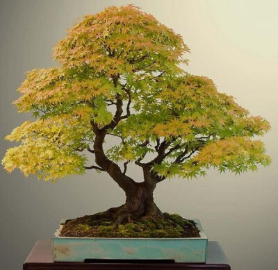 A bonsai fall