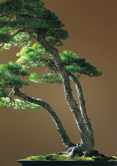 Pine Bonsai. Japan.