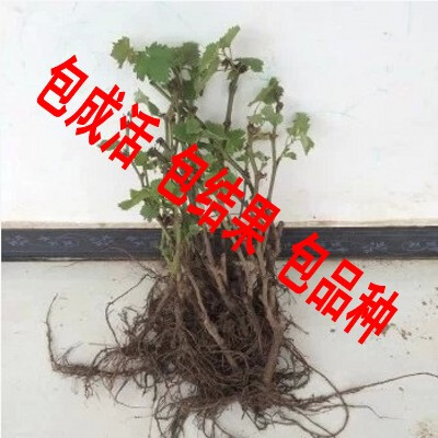 果树苗 盆栽地栽 葡萄树苗 室内庭院爬藤植物 当年结果南北方种植