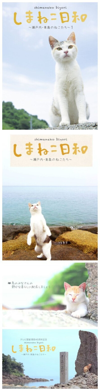 日本爱媛县的青岛俗称猫岛，没有汽车，没有自动贩卖机，居民只有15人，却住着100多只猫。官方电视台制作了一部以野猫为主题的记录短片，截图整理了合集给大家感受下猫岛日和。