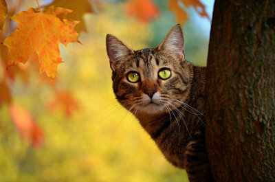 Fall Cat