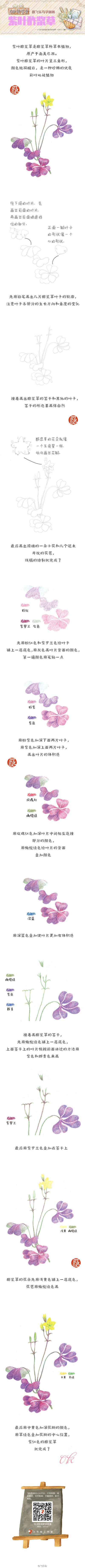 【绘画教程】紫叶酢浆草