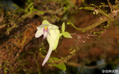 #好花静赏# 九种美丽的食虫小狸藻：曼西狸藻、Utricularia purpurascens、黄狸藻、斜果狸藻、小白兔狸藻、坎贝尔狸藻、Utricularia tenella、詹森狸藻、禾叶狸藻。flickr 图片