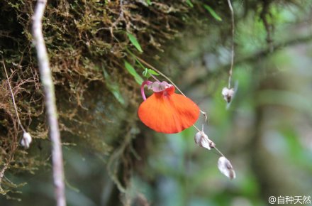 #好花静赏# 九种美丽的食虫小狸藻：曼西狸藻、Utricularia purpurascens、黄狸藻、斜果狸藻、小白兔狸藻、坎贝尔狸藻、Utricularia tenella、詹森狸藻、禾叶狸藻。flickr 图片