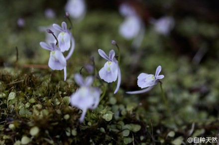 #好花静赏# 九种美丽的食虫小狸藻：曼西狸藻、Utricularia purpurascens、黄狸藻、斜果狸藻、小白兔狸藻、坎贝尔狸藻、Utricularia tenella、詹森狸藻、禾叶狸藻。flickr 图片